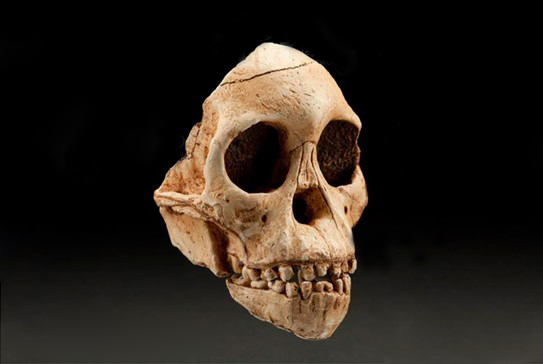 最新研究结果显示300万年前古人类儿童头骨中不存在软颅组织