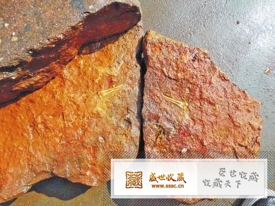 自槌布石里惊现骨化石以来