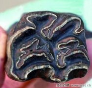 青岛发掘近千兽骨化石