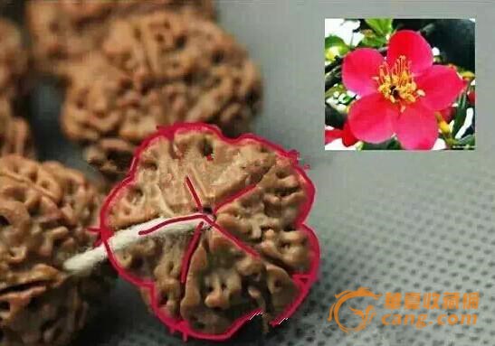挑选金刚菩提不要先看瓣数