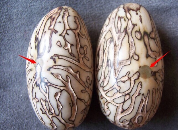 千眼菩提是什么？千眼菩提有哪些特点  星月菩提 第2张