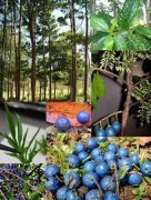  �ش�ϲ������ɽ��´���Ჴ��