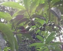 ������� �����������ӵļ۸񼰱�������