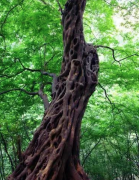  ŷ���޵ġ�����ľ�������������硷�еġ���ů��̴��δ�ɡ�