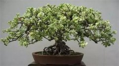 ��䡰��֦��Ҷ����С�ɾ��£����϶��ˣ�