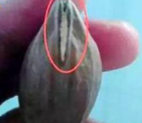 ��Щ���ԭ�Ͽӣ�����û�б���ҩ��