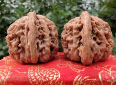  4���Ͻ�ʯ �Ͻ�ʯʨ��ͷ�������������Ƿǳ����Ե�