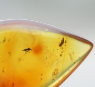 <b>��·��֮֬����γ�һ����Ȼ�ķֽ���</b>