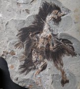 Ҳ��˵����Ϊ��΢����ϸ��
