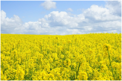 ��������Ҷ��������2.28�ƽ������տգ��յ�����������